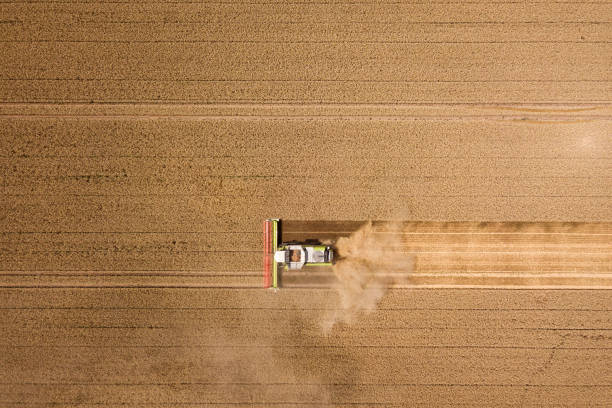 harvester ernten weizen auf einem feld, thüringen, deutschland - thuringia stock-fotos und bilder