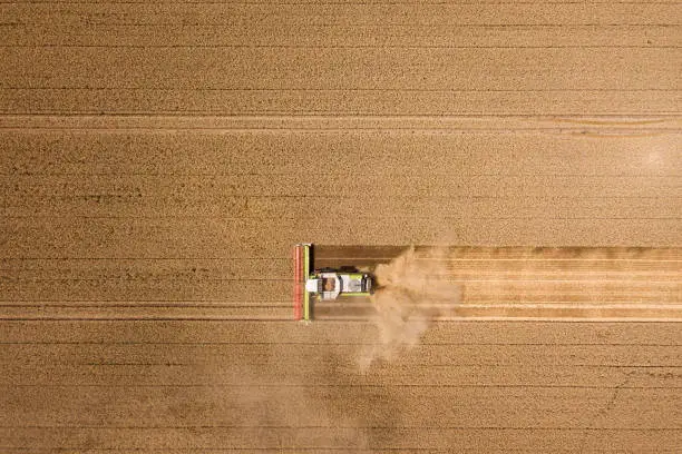 Thuringia, Germany: A harvester harvests wheat on a field, photographed directly from above.