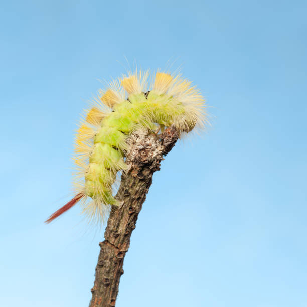caterpillar gebogen bovenop het takje van een boom - rups van de meriansborstel stockfoto's en -beelden