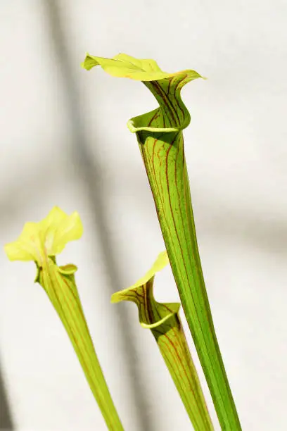 Three Pitcherplant heads against a pale background