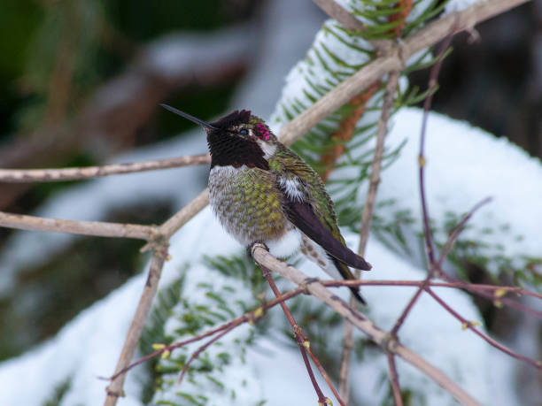 istock Hummingbird in the snow 1002211428