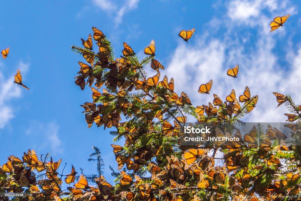 Monarch Butterflies on tree branch in blue sky background, Michoacan, Mexico The Monarch Butterfly Biosphere Reserve is a World Heritage Site containing most of the over-wintering sites of the eastern population of the monarch butterfly. Monarch Butterfly Stock Photo