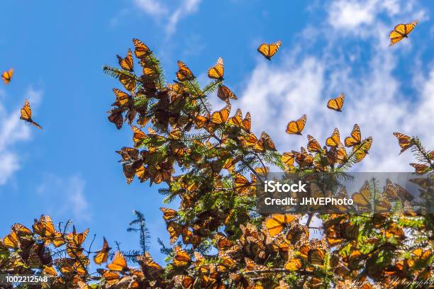 Monarch Butterflies On Tree Branch In Blue Sky Background Michoacan Mexico Stock Photo - Download Image Now