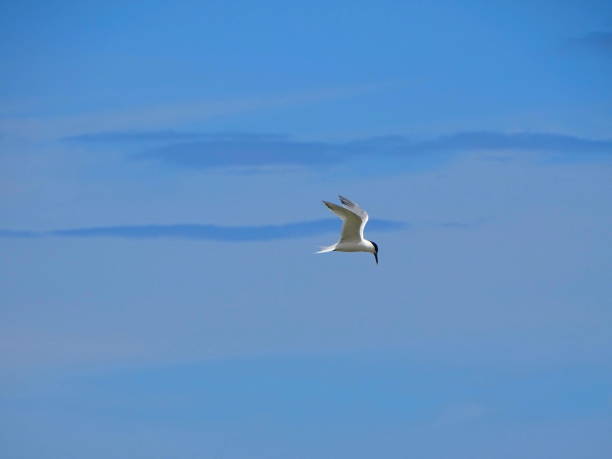 istock Seabirds on the beach 1002217884