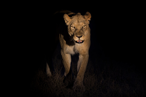 Silhouette of an adult lion male with huge mane walking in the darkness