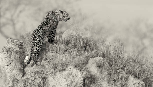 istock Lone leopard sit down resting on an anthill in nature during daytime 1002218344