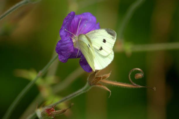 Image of a small white butterfly pollinating a blue geranium flower
