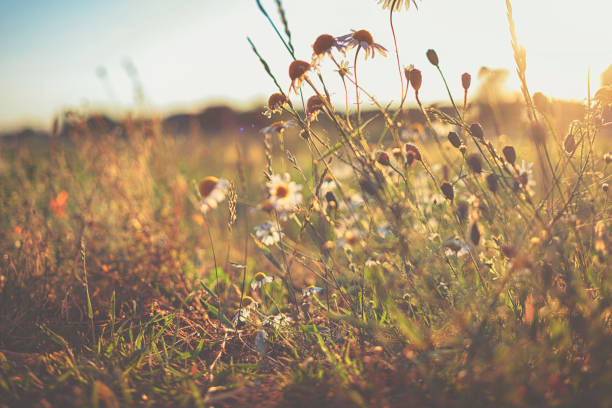 istock Wild grasses against sunset and dusk  in summer 1002222280