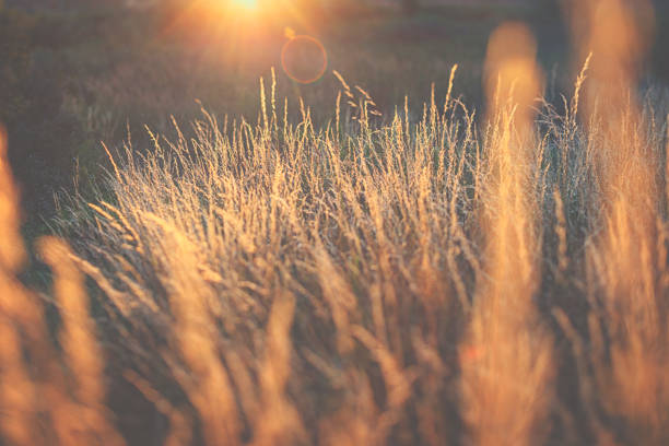 istock Wild grasses against sunset and dusk  in summer 1002222506