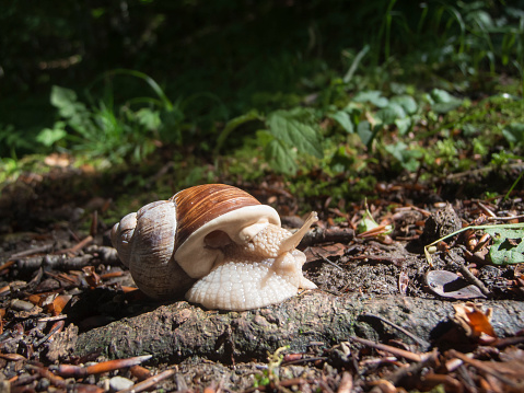 Ground-level wide-angle view of a snail (Helix pomatia) on forest floor.