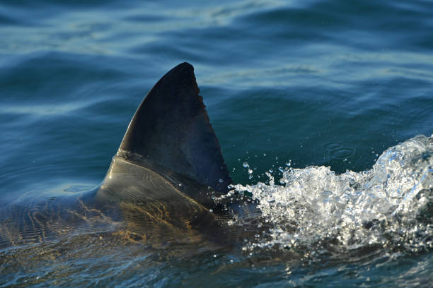 istock Great White shark travelling at speed. 1002223060