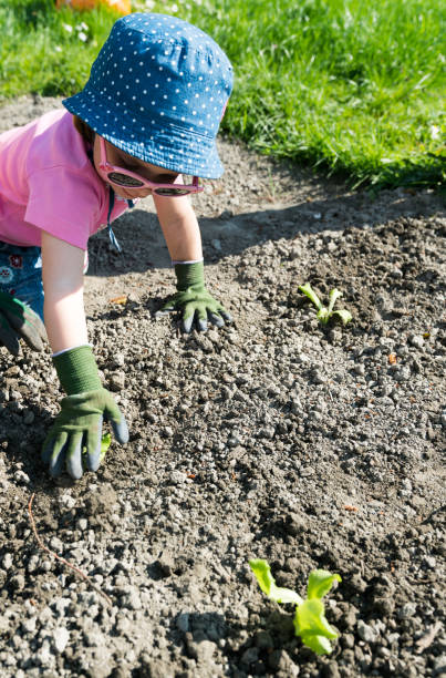 young child planting seeds in her small vegetable plot