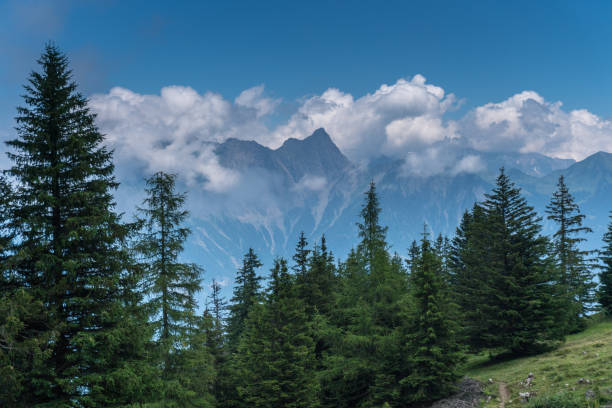 전경에서 숲과 여름에 멋진 스위스 알프스 산 풍경 - schwarzhorn 뉴스 사진 이미지