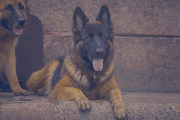 gros plan chien de berger allemand - german shepherd police security alertness photos et images de collection
