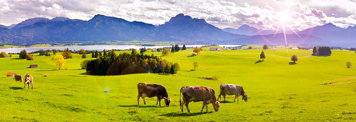 panoramic scene with lake Forggensee and mountain range in region Allgäu in Bavaria with herd of cows on meadow