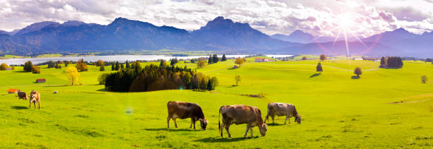 panoramic scene with lake Forggensee and mountain range in region Allgäu in Bavaria panoramic scene with lake Forggensee and mountain range in region Allgäu in Bavaria with herd of cows on meadow forggensee lake photos stock pictures, royalty-free photos & images