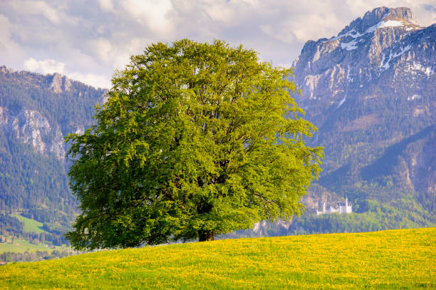 istock single big beech tree in field with perfect treetop 1002239458