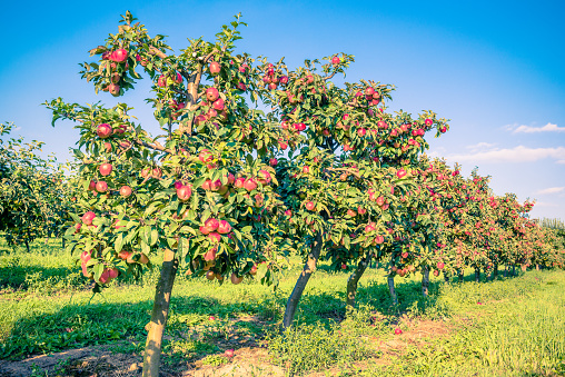 Apple tree in old apple orchard.