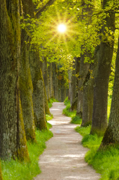 istock Avenue with many linden trees in row and footpath 1002242250