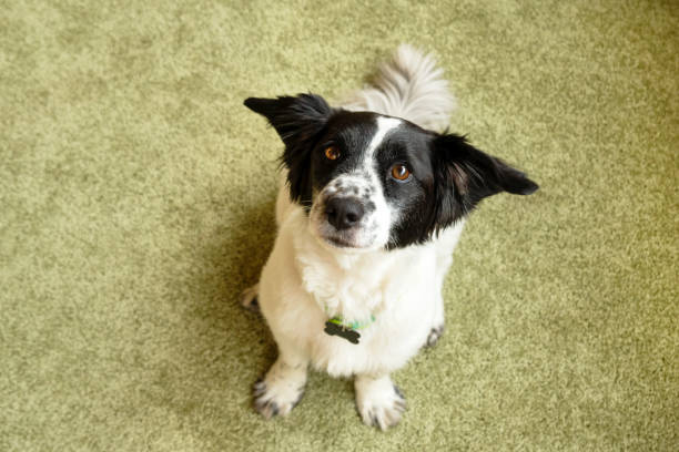istock Adorable black and white long-haired dog is looking into the camera. 1002242566