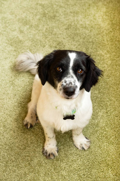istock Adorable black and white long-haired dog is looking into the camera. 1002242750