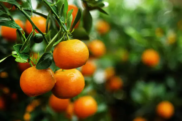 Photo of View on a branch with bright orange tangerines on a tree. Hue, Vietnam.