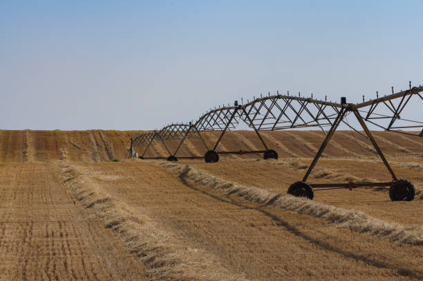 istock wheat field harvested with pivot irrigation system 1002243332