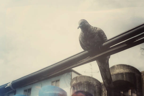pigeon sitting on wire with sunset background, bird with concept freedom