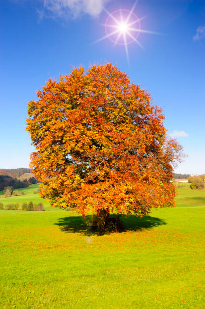 istock single big beech tree in field with perfect treetop at autumn 1002248392