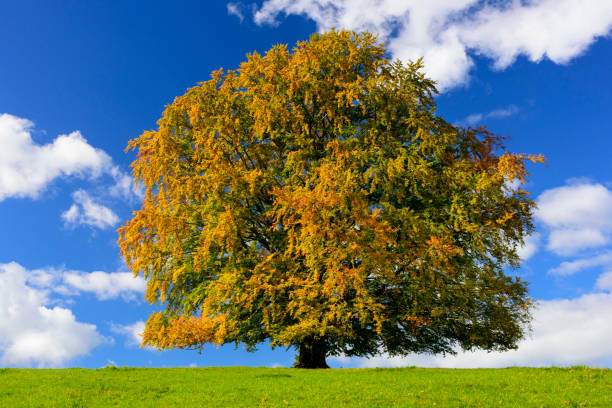 istock single big beech tree in field with perfect treetop at autumn 1002248734