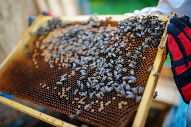 istock Beekeeper holding frame of honeycomb with bees 1002249270