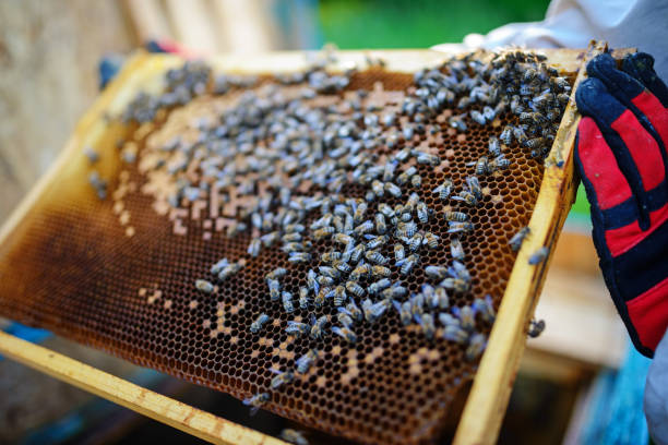 istock Beekeeper holding frame of honeycomb with bees 1002249272