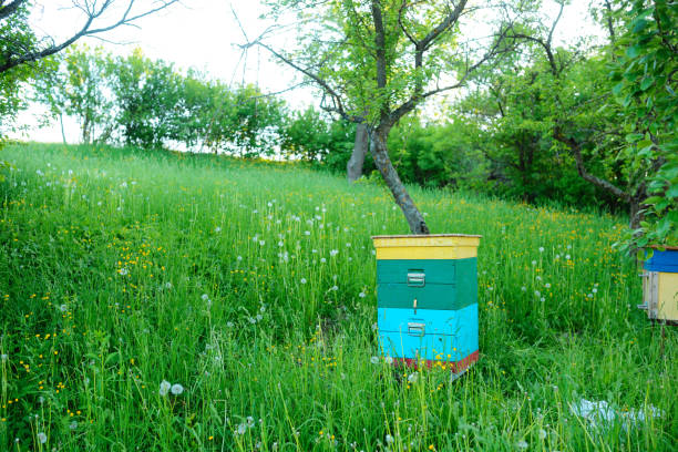 Polish landscape with beehives on ecological field.