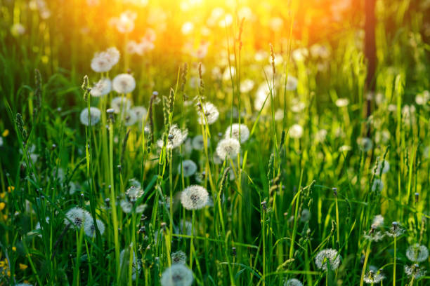 istock Dandelion in wet green grass with dew lawn backround 1002249324