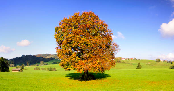 istock single big beech tree in field with perfect treetop at autumn 1002254498