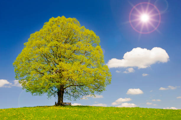 istock single big linden tree in field with perfect treetop 1002255824