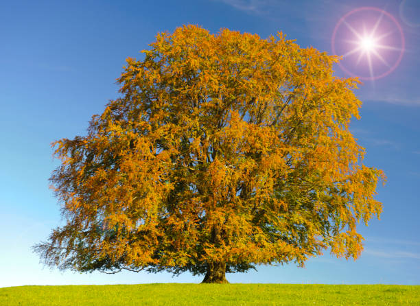 istock single big beech tree in field with perfect treetop at autumn 1002258954