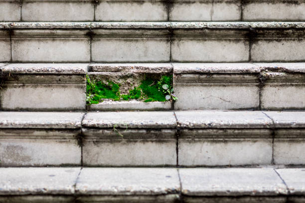 A small patch of green moss and grass growing inside the stairway.