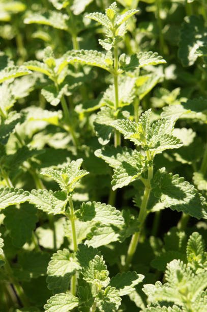Catnip or nepeta cataria green herb background Catnip or nepeta cataria green herb background nepeta faassenii stock pictures, royalty-free photos & images