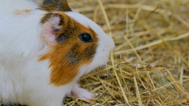 istock Guinea pig look at the camera in zoo 1002259994