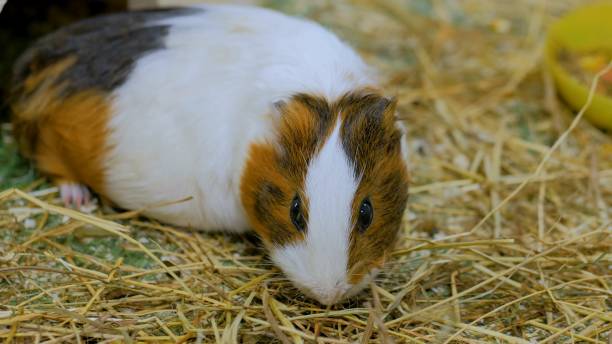 istock Guinea pig eating hay in zoo 1002260384