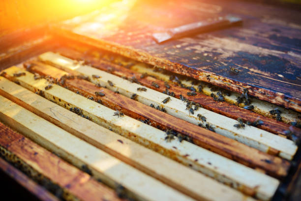 The beekeeper works with a honey bee.