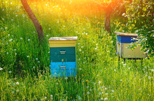 Polish landscape with beehives on ecological field.
