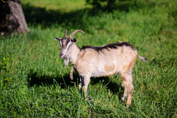 istock white goat grazing on a green meadow on a sunny day 1002261026
