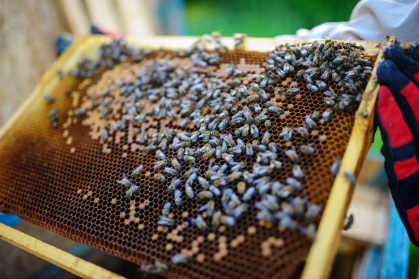 istock Beekeeper holding frame of honeycomb with bees 1002261112