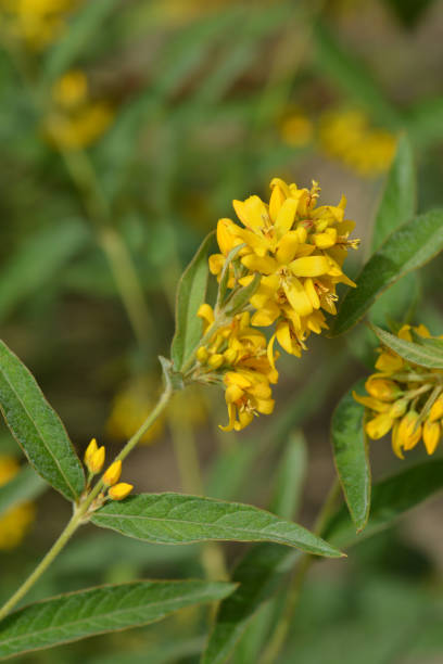 istock Garden loosestrife 1002263962