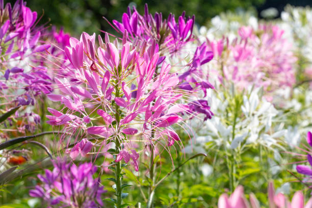 istock Cleome Spinosa flowers in the garden 1002264414