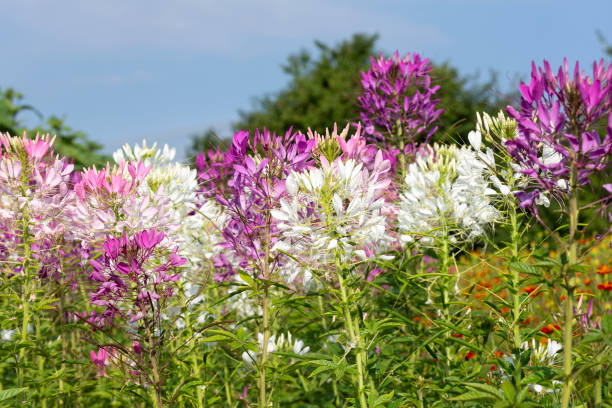 Cleome Spinosa flowers in the garden Cleome Spinosa flowers in the garden spider flower stock pictures, royalty-free photos & images