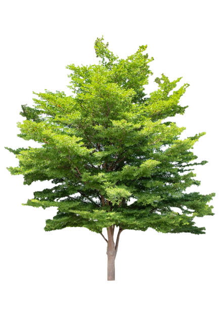 istock Shady tree green leaves isolated on background 1002265380