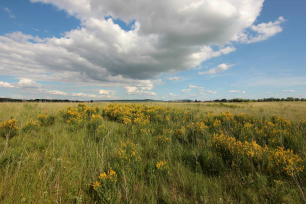 istock summer landscape with clouds over the road in the field 1002271498
